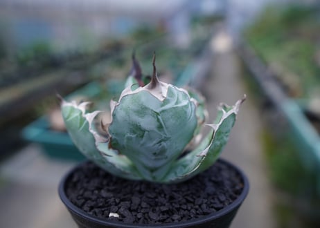 アガベ　チタノタ　 ブラックアンドブルー 　Agave titanota black and blue　No.1