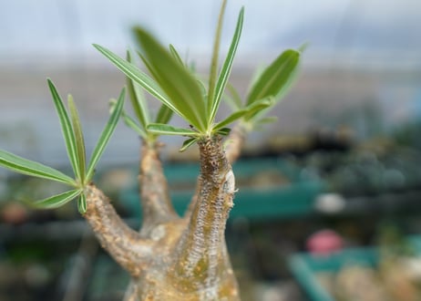 パキポディウム　グラキリス　 Pachypodium Gracilius  No.2