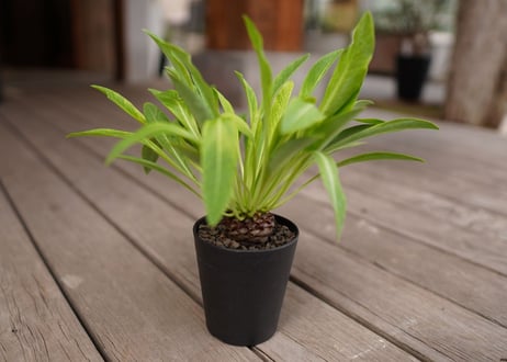 鉄甲丸　Euphorbia bupleurifolia