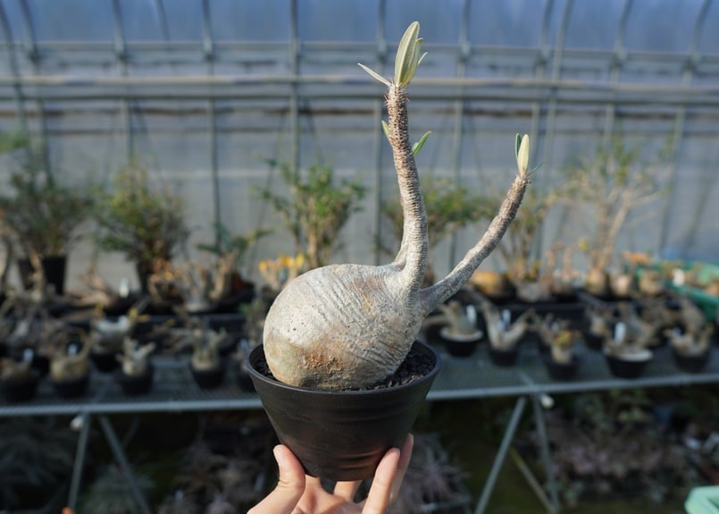 パキポディウム グラキリス Pachypodium Gracilius No.2 | ma