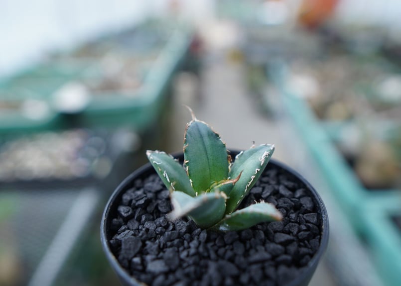 アガベ　チタノタ　子株 アガベ チタノタ FO-76 agave titanota FO-76 子株 No.2 |