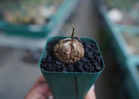 亀甲竜　Dioscorea elephantipes　No.4