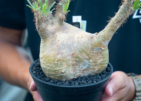 パキポディウム　グラキリス　 Pachypodium Gracilius　No.1