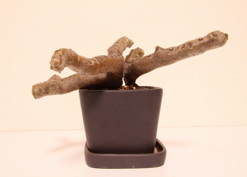 サルコカウロン・ムルチフィズム Sarcocaulon multifidum | mana's