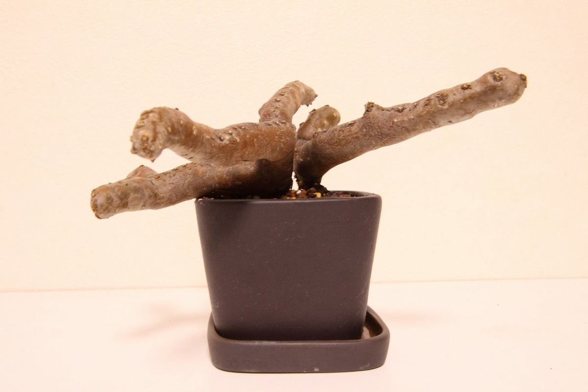 サルコカウロン・ムルチフィズム Sarcocaulon multifidum | mana's