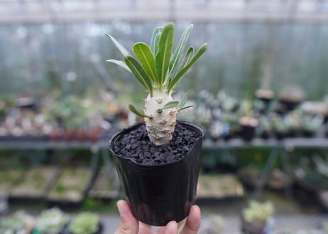 パキポディウム　カクチぺス　Pachypodium cactipes  No.1
