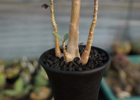 オトンナ　トリプリネルビア　Othonna triplinervia