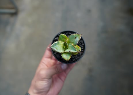 【抜き苗】アガベ　チタノタ　黄覆輪　Agave titanota variegata