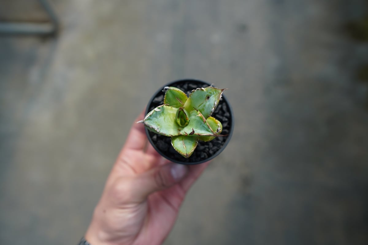 抜き苗】アガベ チタノタ 黄覆輪 Agave titanota variegata | ma