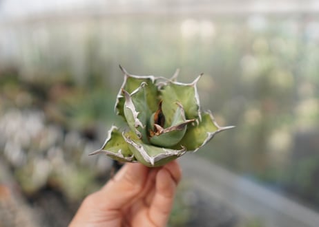 Agave Black fire E NO.1 (G)