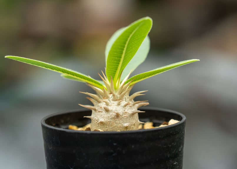 パキポディウム レウコキサンツム | mana's farm:塊根植物・アガベ