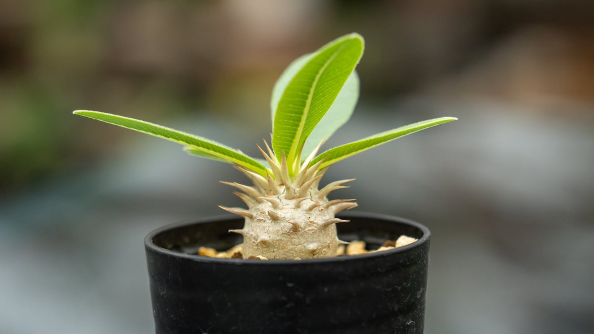 パキポディウム レウコキサンツム | mana's farm:塊根植物・アガベ