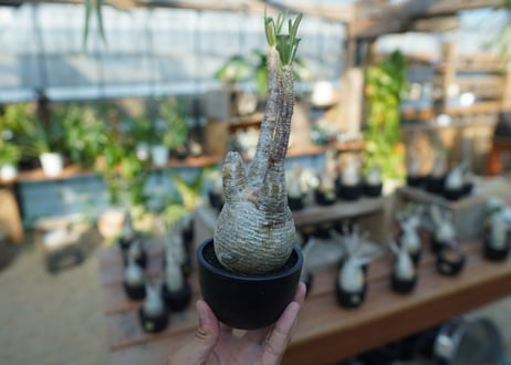 【未発根】パキポディウム　グラキリス　 Pachypodium Gracilius  No.10