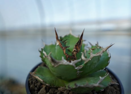 アガベ　チタノタ　 半蔵 　Agave titanota "半蔵"