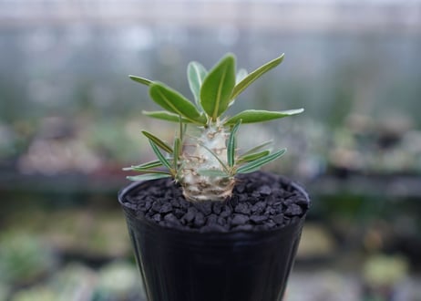 パキポディウム　カクチぺス　Pachypodium cactipes  No.2
