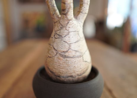 パキポディウム　グラキリス　 Pachypodium Gracilius