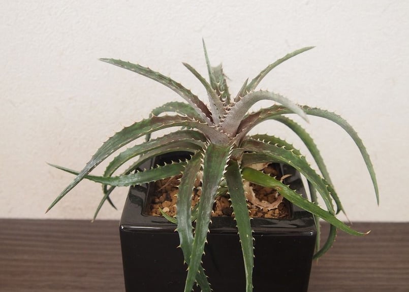 ディッキア Dyckia (reitzii rubra X Arizona) X goehri
