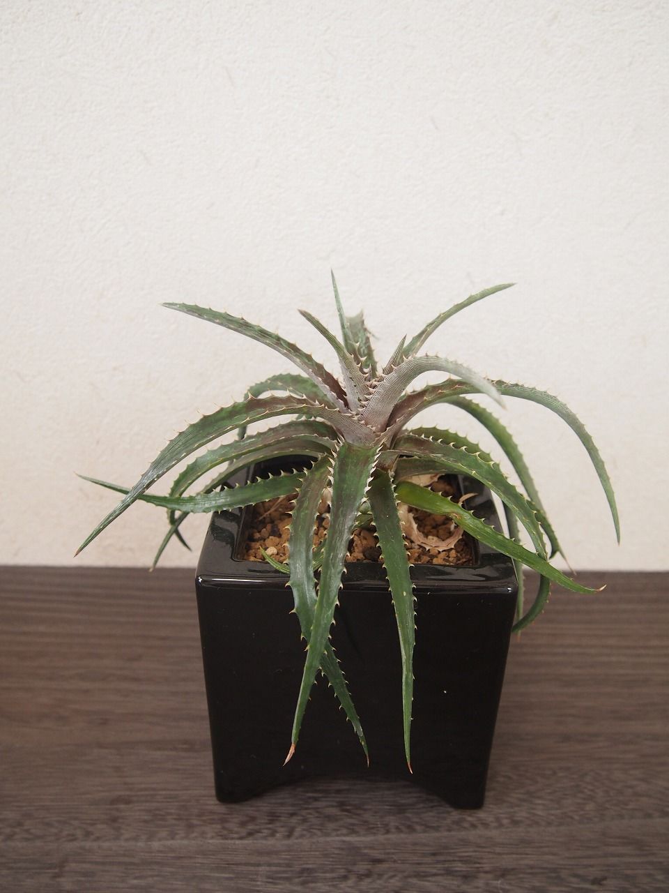 ディッキア Dyckia (reitzii rubra X Arizona) X goehri