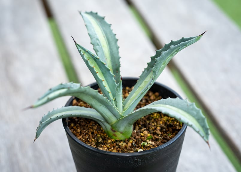 アガベ　エクスパンサパリーダ　大株　子株付き アガベ アメリカーナ エクスパンサパリーダ 子株 ドライガーデン