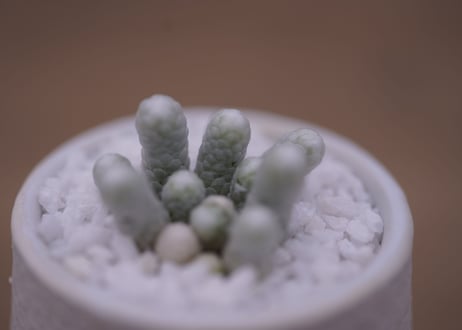 アボニア　パピラケア　Avonia papyracea