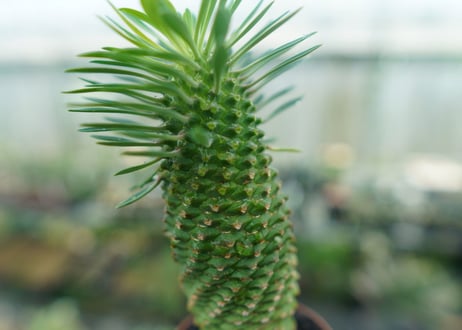 ユーフォルビア　ソテツキリン "パイナップルコーン"　Euphorbia sotetsukirin  No.10