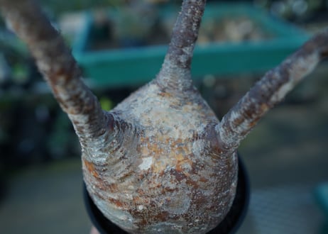 パキポディウム　グラキリス　 Pachypodium Gracilius  No.3