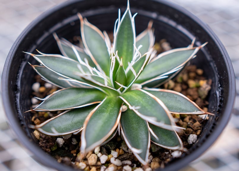 アガベ ホワイトストライプ | mana's farm:塊根植物・アガベ