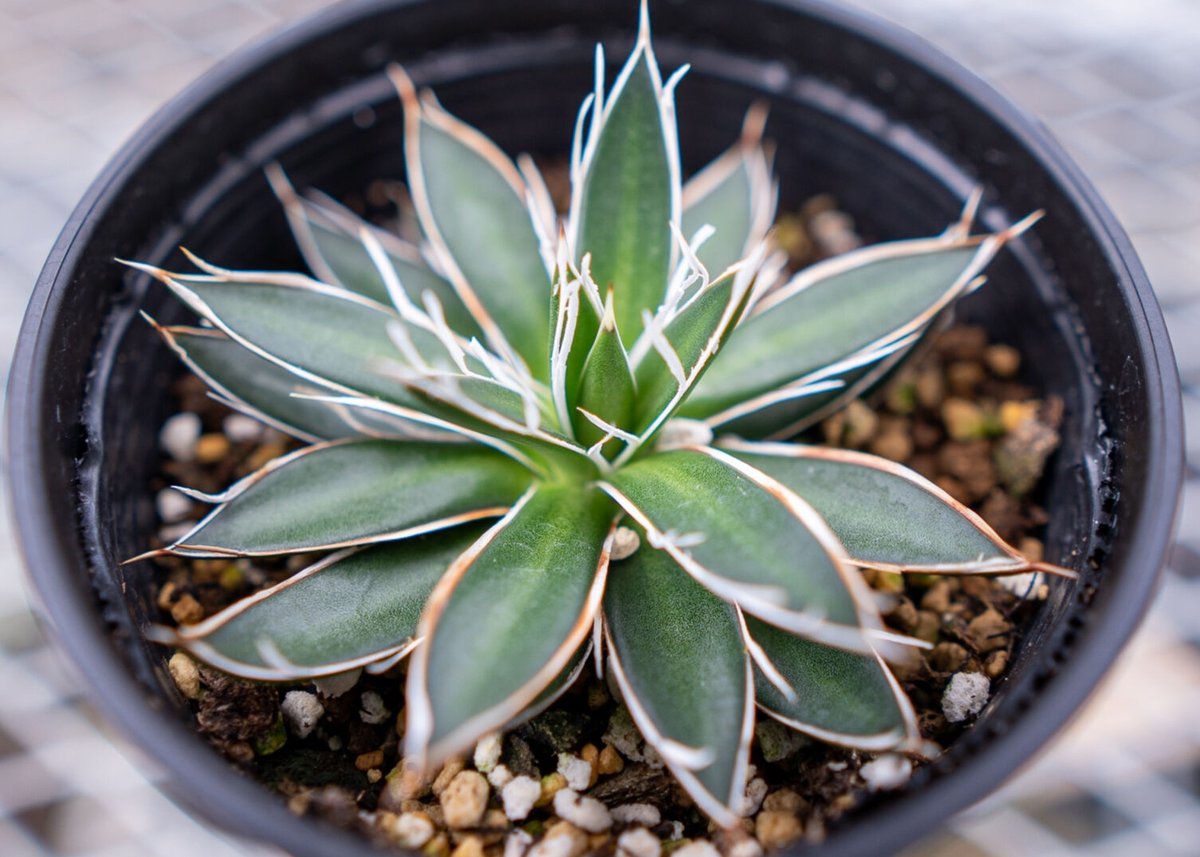 アガベ　アテナータ　ホワイトストライプ　白縞斑　レア　数日限定出品 アガベ アテナータ ホワイトストライプ 白縞斑 レア 数日限定