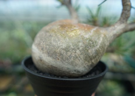 パキポディウム　グラキリス　 Pachypodium Gracilius  No.4
