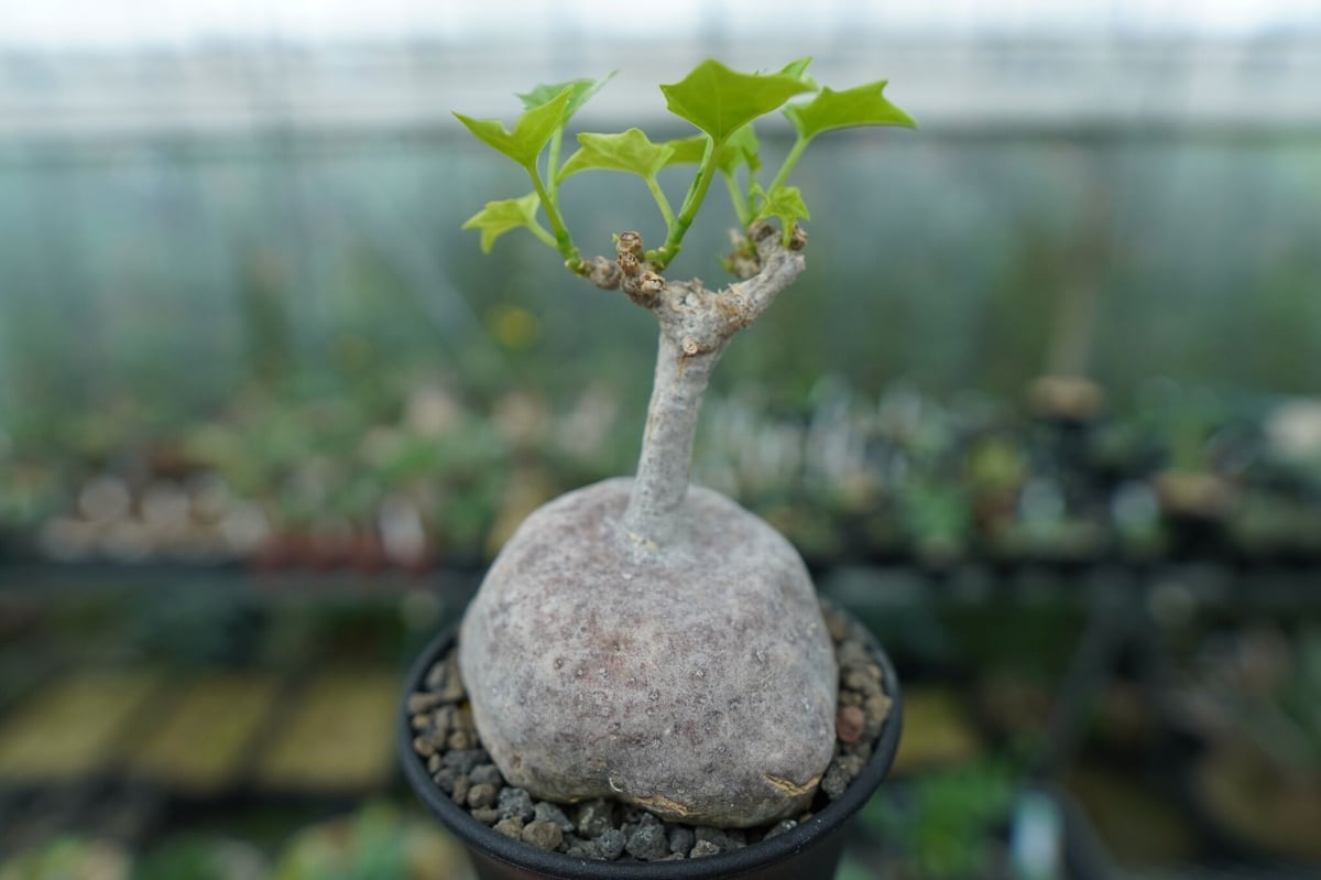 【美形ボコ肌　ゲラルダンサス　マクロリザス】盆栽風 美形ボコ肌 ゲラルダンサス マクロリザス】盆栽風