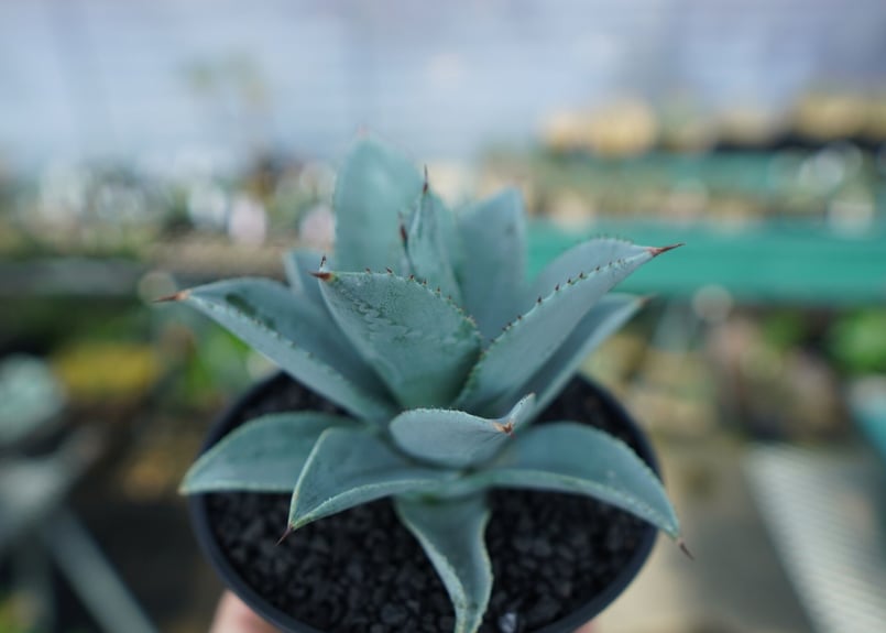 アガベ　ドラゴントゥース中株 アガベ ドラゴントゥース Agave Dagontoes No.6 | mana's farm