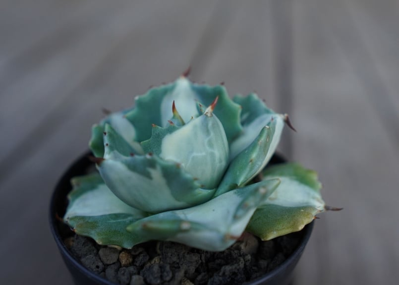 アガベ 王妃雷神錦 白中斑 Agave “Ohi Raijin Nishiki Shirona