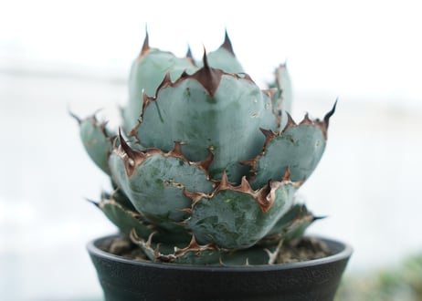 アガベ　チタノタ　 ブラックアンドブルー 　Agave titanota black and blue　NO.2
