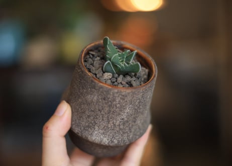 荒波　Faucaria Tuberculosa "ARANAMI"