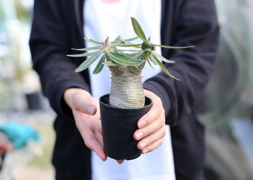 パキポディウム カクチペス | mana's farm:塊根植物・アガベ・ドライ