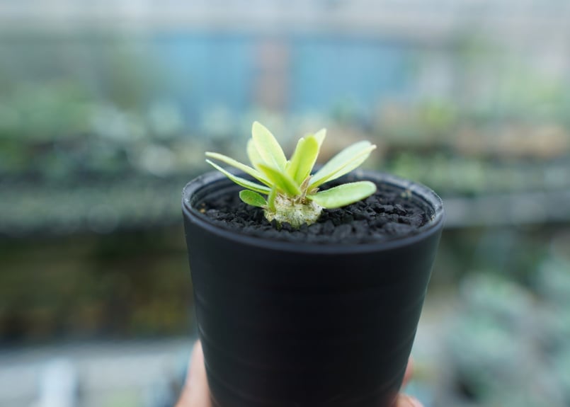 パキポディウム 恵比寿笑い Pachypodium brevicaule ⑤ fit=scale-down