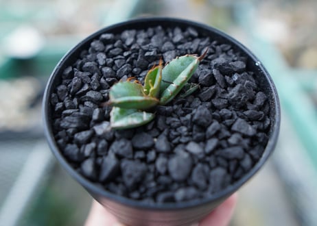 アガベ　チタノタ　 ブラックアンドブルー 　Agave titanota black and blue　No.15