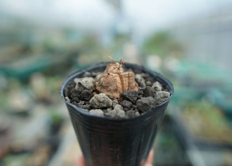 亀甲竜　Dioscorea elephantipes　No.3