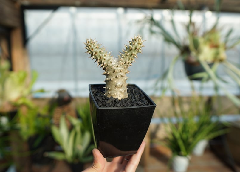 パキポディウム 伊藤ハイブリッド | mana's green:塊根植物販売 パキポディウム 伊藤ハイブリッド | mana's green:塊根植物販売