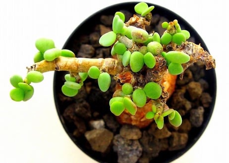 Ceraria pygmaea ケラリア・ピグマエア  №3