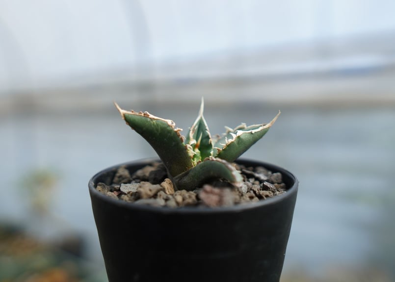 アガベ チタノタ 狼人 agave titanota 