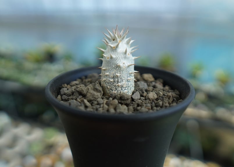 パキポディウム デンシフローラム Pachypodium densiflorum No.1