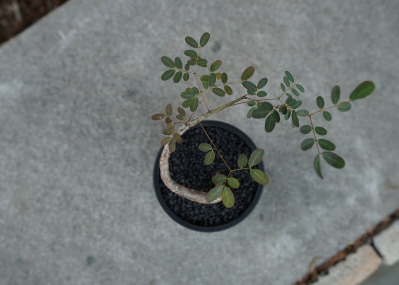 沖縄実生株】デロニクス デカリー Delonix decaryi No.1 | mana's