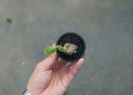 シンニンギア 上海の女王　Sinningia tubiflora