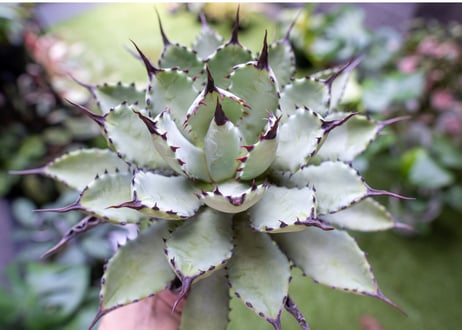 Agave macroacantha x Potatorum　大　超短葉