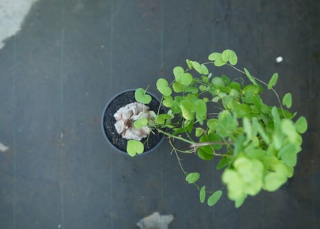 亀甲竜　Dioscorea elephantipes　No.1