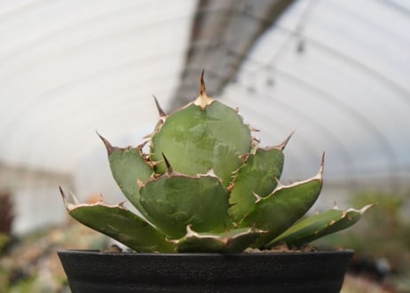 agave titanota　FO-76　NO.22