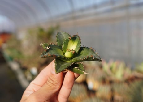 agave titanota ソーラーエクリプス　 NO.1