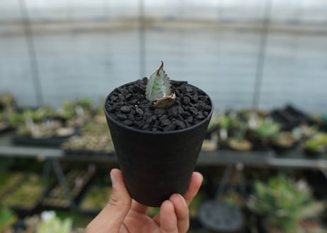 アガベ　チタノタ　ライオンズメーン　Agave titanota Lion's Mane  No.1