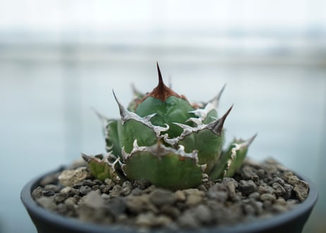 アガベ　チタノタ　FO-76  Agave titanota FO-76　No.1